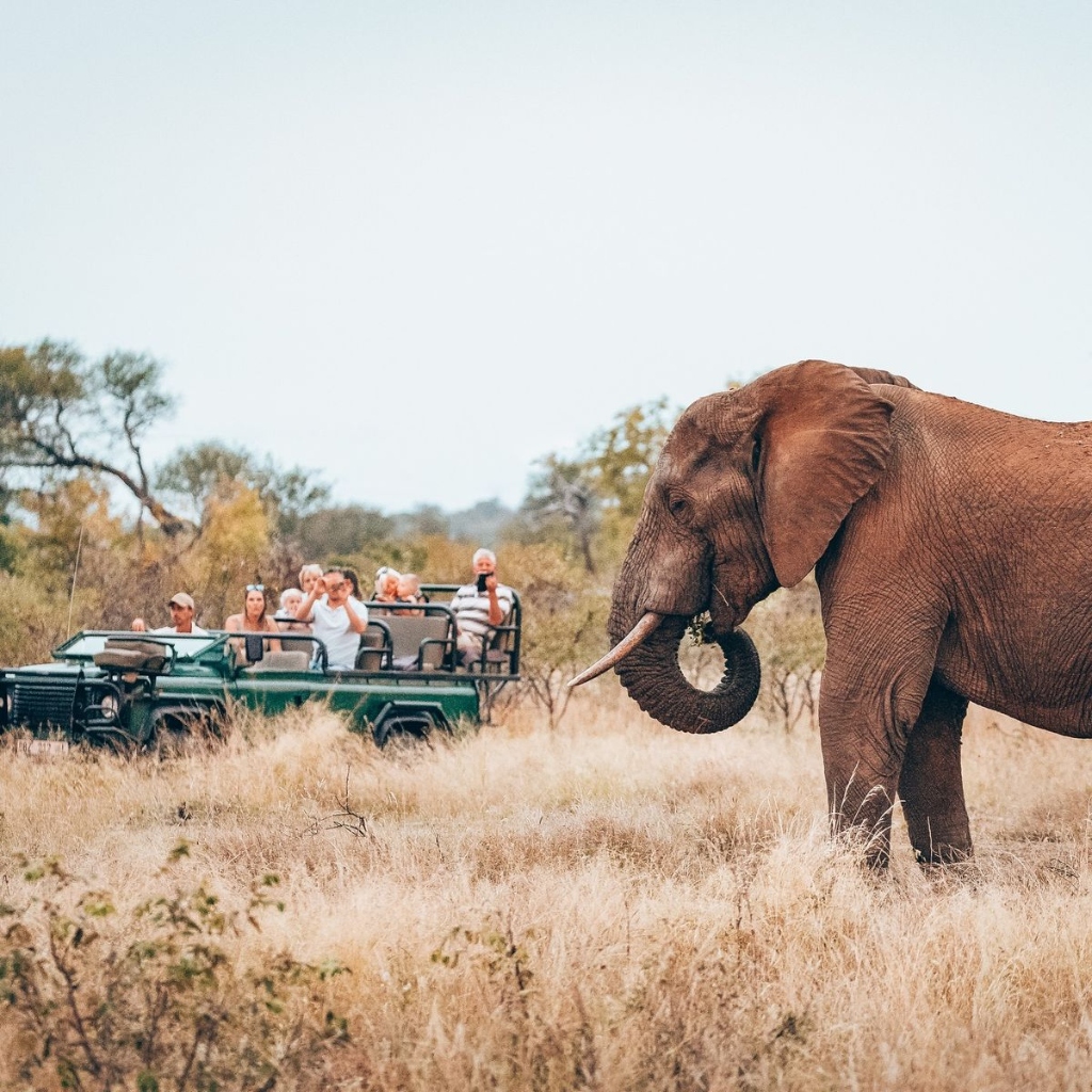 Guided Game Drive