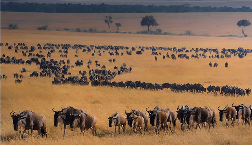 The Great Migration