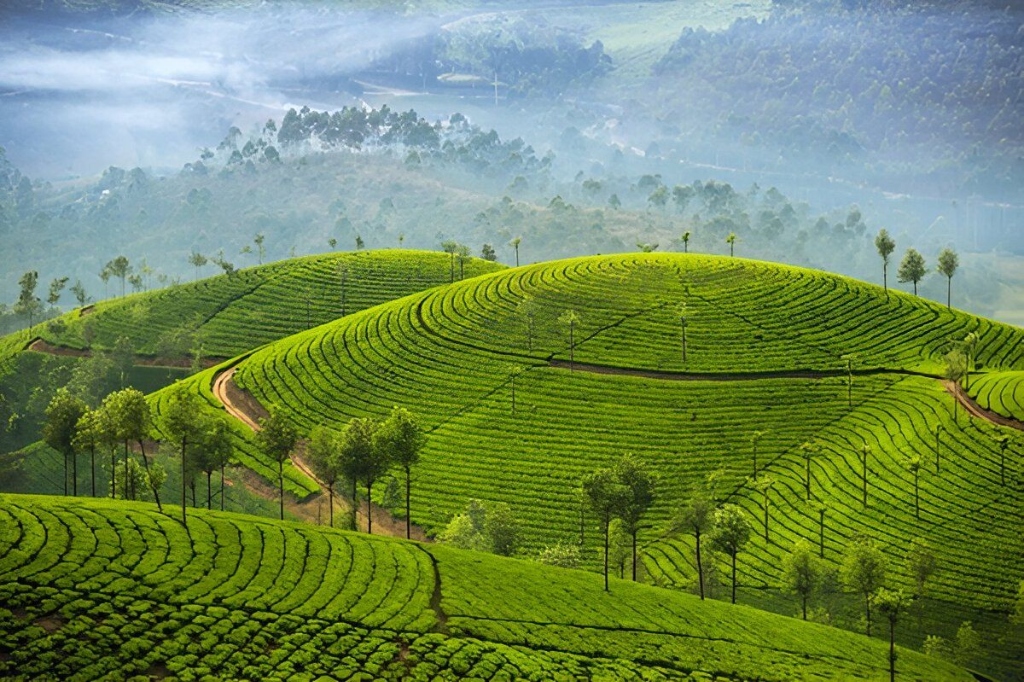 Munnar Tea Plantations