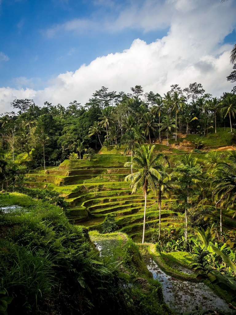 Tegalalang Rice Terrace